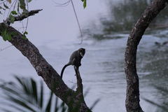 Cercopithecus neglectus