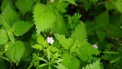 Geranium robertianum