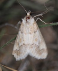 Pseudoschinia elautalis