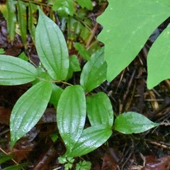 Prosartes hookeri