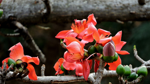Pachira quinata - Whole tree