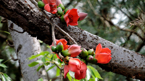 Pachira quinata - Leaves