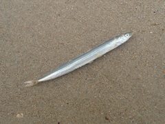 Hyperoplus lanceolatus