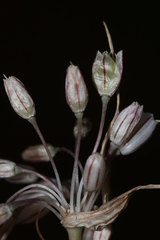 Allium litardierei image
