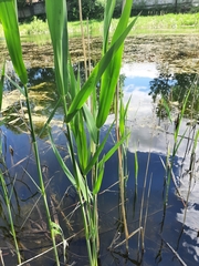 Phragmites australis