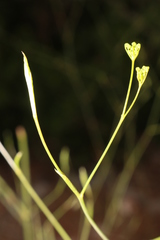 Pimpinella lutea