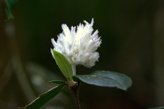 Rudgea coriacea