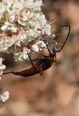 Neobellamira delicata