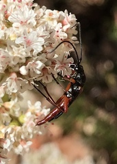 Neobellamira delicata