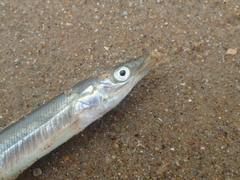 Hyperoplus lanceolatus