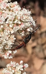 Neobellamira delicata
