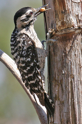 Ladder-backed Woodpecker, photo 8 of 9