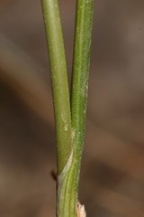 Allium trichocnemis image