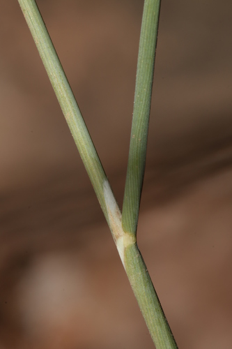 Piptatherum coerulescens image