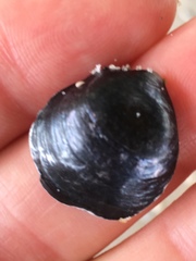 Anomia simplex image