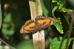 Byblia anvatara