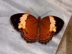 Cupha arias
