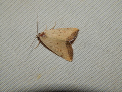 Phytometra subflavalis