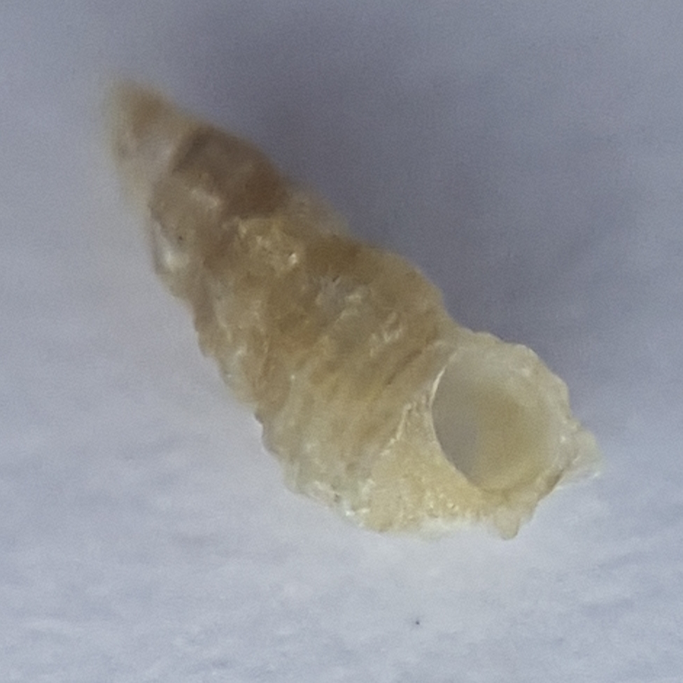 Little Aclis
