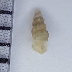 Aclis ascaris