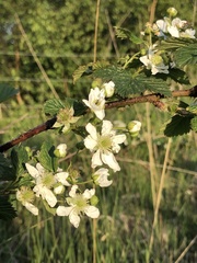 Rubus scissus