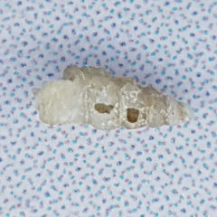 Aclis ascaris