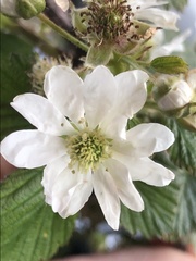 Rubus scissus