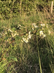 Rubus scissus