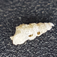 Aclis ascaris