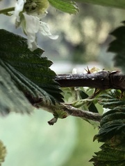 Rubus scissus