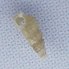 Aclis ascaris