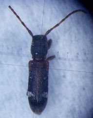 Psenocerus supernotatus