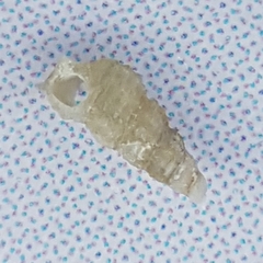 Aclis ascaris