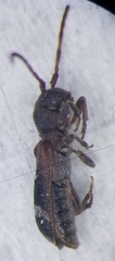 Psenocerus supernotatus