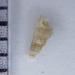 Aclis ascaris