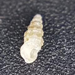 Aclis ascaris