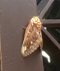 Citheronia beledonon