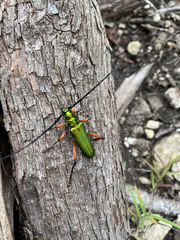 Plinthocoelium suaveolens