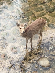 Cervus nippon
