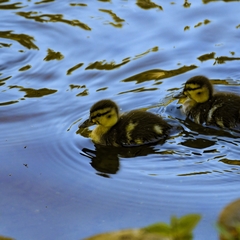 Anas platyrhynchos