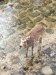 Cervus nippon