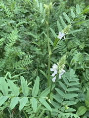 Galega