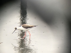 Himantopus himantopus