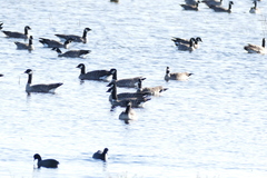 Fulica americana americana