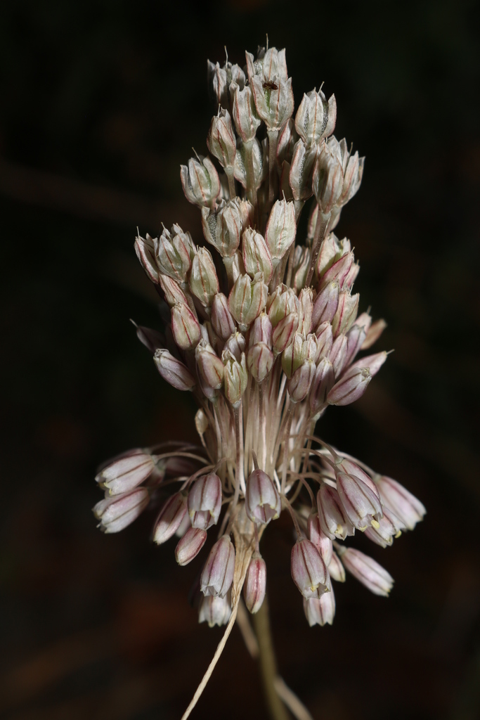 Allium litardierei