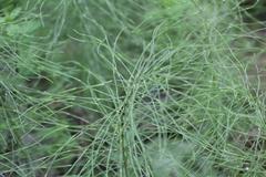 Equisetum pratense image