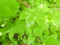 Podosphaera spiraeae