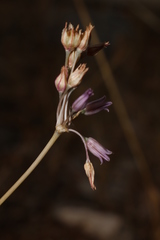 Allium trichocnemis