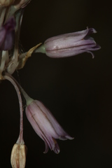 Allium trichocnemis