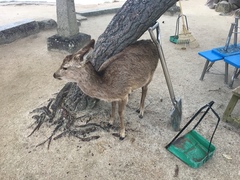 Cervus nippon